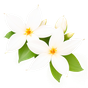 indischer Jasmin-Sambac Absolue