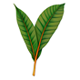 indisches Kurkumablatt