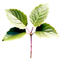 indonesisches Patchouli
