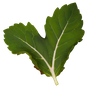 indonesisches Patchouli Orpur®