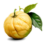 italienische Bergamotte