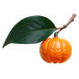 italienische Mandarine Orpur®
