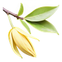 komorischer Ylang-Ylang