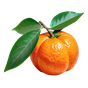 madagassische Mandarine
