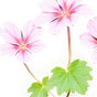 madagassische Rosengeranie