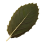 malaysisches Patchouli