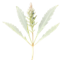 marokkanische Artemisia