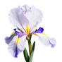 marokkanische Iris Resinoid Orpur®