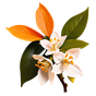 marokkanische Orangenblüte Absolue Orpur®