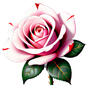 marokkanische Rose