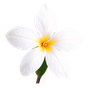 marokkanischer Jasmin