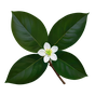 paraguayisches Petitgrain