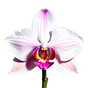 pinke Orchidee