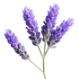 provenzalischer Lavendel