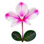 rosa Alpenveilchen