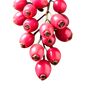 rosa Pfeffer