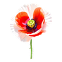 roter Mohn