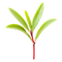 roter Thymian