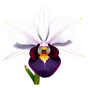 schwarze Orchidee