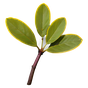 spanisches Labdanum