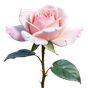 türkische Damaszener-Rose