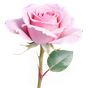türkische Rose