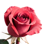 türkische Rose Absolue