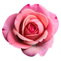 türkische Rose Absolue Orpur®