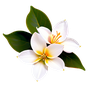 tunesische Orangenblüte Absolue
