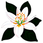 tunesisches Neroli