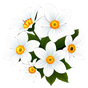 weiße Blüten