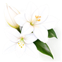 weiße Blüten Absolue