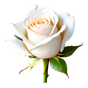 weiße Rose