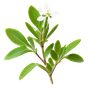 weißer Thymian