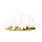 weißes Moos